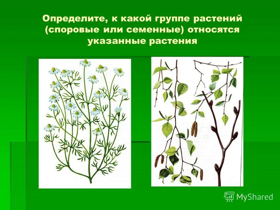 Цветы по месяцам рождения. Цветочные имена. Цветы по знакам зодиака женщины. Кто принадлежать цветок. Кто принадлежать цветок.