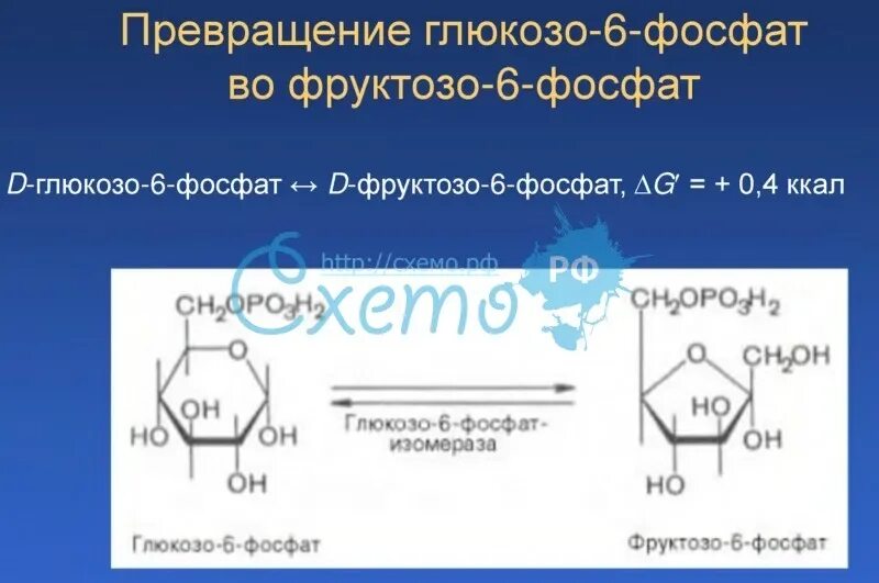 Превращение глюкозо 6 фосфата в фруктозо 6 фосфат. Изомеризация глюкозо-6-фосфата в фруктозо-6-фосфат. Фруктоза в фруктозо 6 фосфат. D-глюкозо-6-фосфат ↔ d-фруктозо-6-фосфат. П гл 6