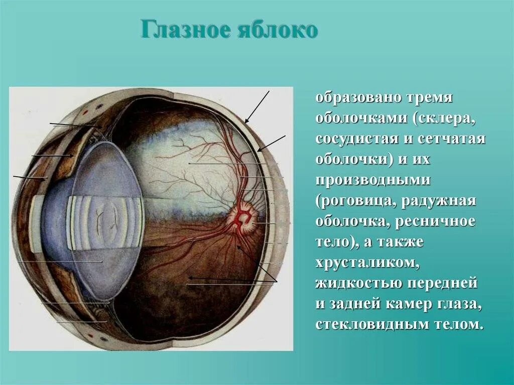 Оболочки глазного яблока у человека. Склера глазного яблока анатомия. Склера строение анатомия. Склера роговица сосудистая оболочка. Оболочки глаза (склера,хориодеа,склера).