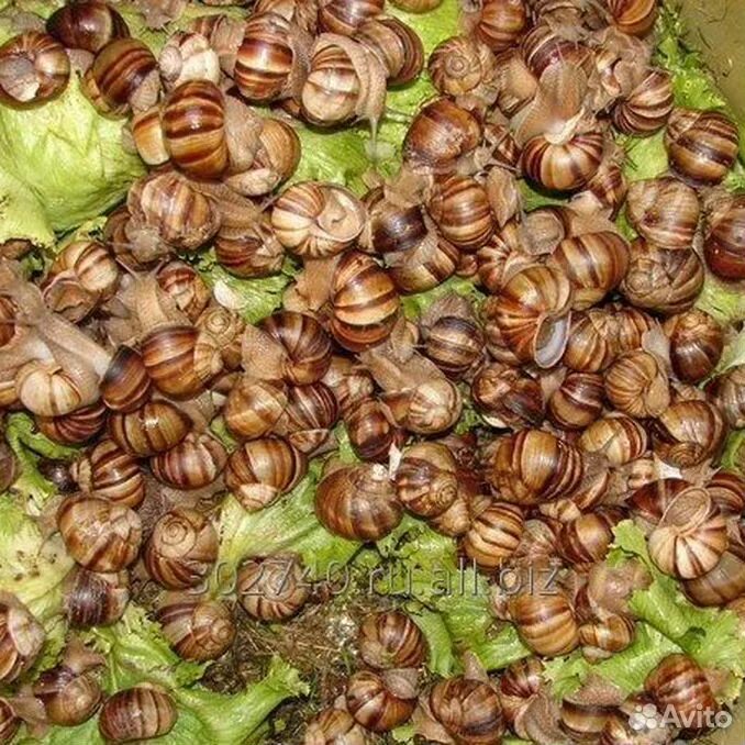 Улиток Helix aspersa maxima. Виноградная улитка. Виноградная улитка Хеликс. Виноградная улитка в Крыму. Улитки виноградные где