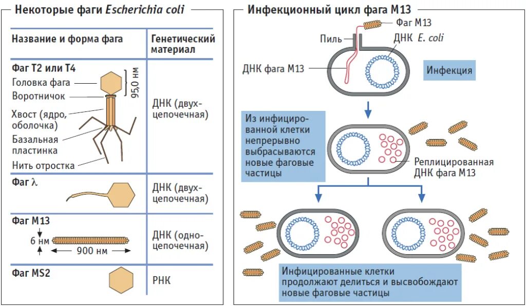 Есть ли наследственный материал у бактерий. Строение бактериофага микробиология. Строение фага м13. Жизненный цикл фага м13. Жизненный цикл вирусов бактерий.