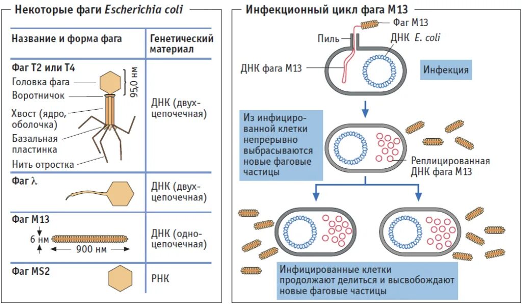 Сходства и различия бактериофагов и вич