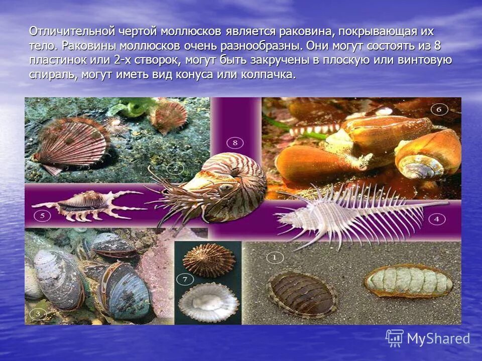 Моллюски признаки представители. Классификация брюхоногих моллюсков биология 7 класс. Тип моллюски класс брюхоногие и класс двустворчатые моллюски. Иглокожие моллюски представители. Тип моллюски класс брюхоногие урок седьмой класс.