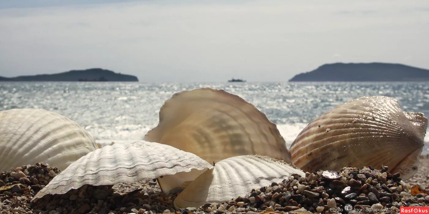 Морской гребешок Ракушка. Морской гребешок Приморский. Гребешок Приморский край. Приморский гребешок Ракушка. Берилова ракушка