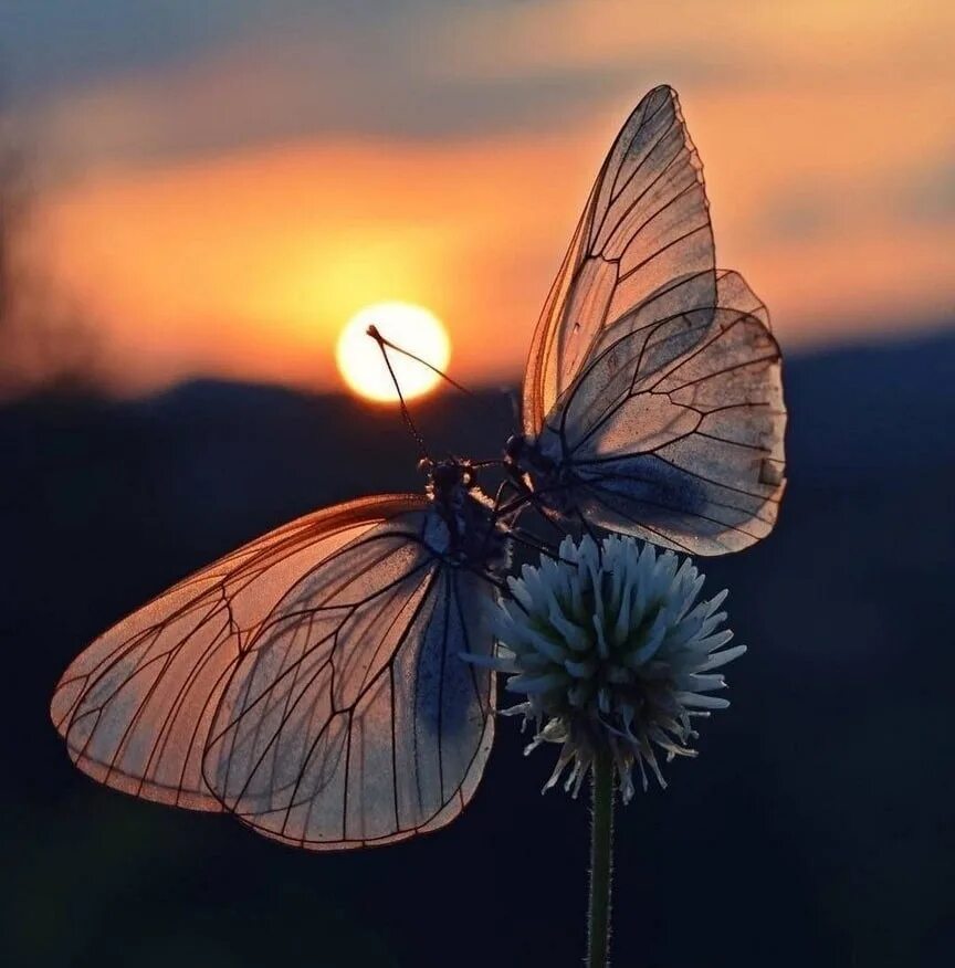 Счастье бабочки. Бабочки в природе. Бабочки картинки. Красивый мотылек. Спящие ночью бабочки