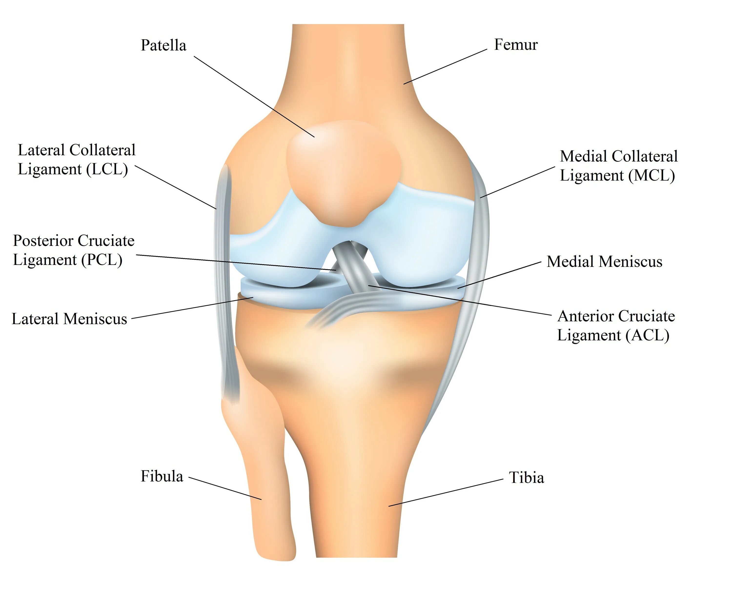 Синовиальная жидкость коленный сустав строение. Гонартроз коленного сустава 2. Сустав колена. Коленный сустав строение анатомия связки. Сустав колена.