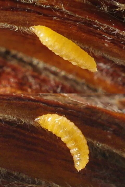 Большой мучной хрущак. Внутри кешью личинки ореха. Личинки внутри личинки. Черный еловый усач личинка. Личинки в глиняных коконах.