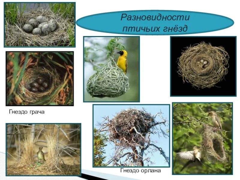 Гнездо для птиц.. Название птиц и их гнезда. Гнёзда птиц с названиями. Формы гнезд птиц. Гнезда разных птиц