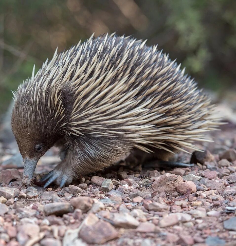 Австралийская ехидна. Австралийская ехидна (Tachyglossus aculeatus). Ехидна яйцекладущие. Ехидна Болотная.