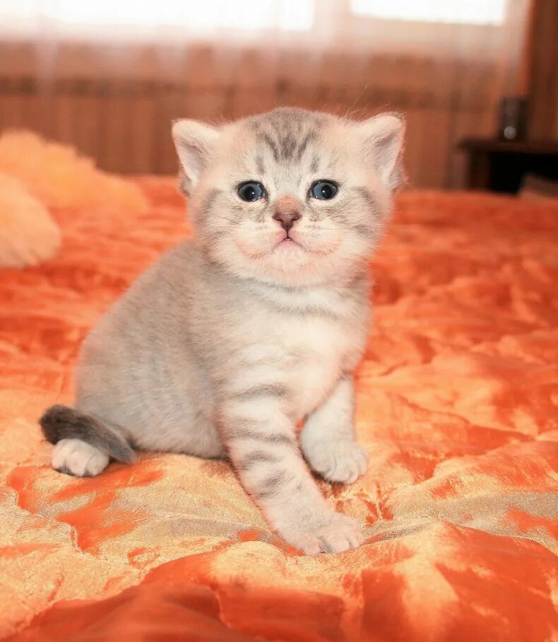 Шотландская скоттиш скоттиш страйт. Шотландские котята скоттиш страйт. Шотландские котятки прямоухие. Шотландские котята скоттиш страйт. Кошка шотландская страйт прямоухая.