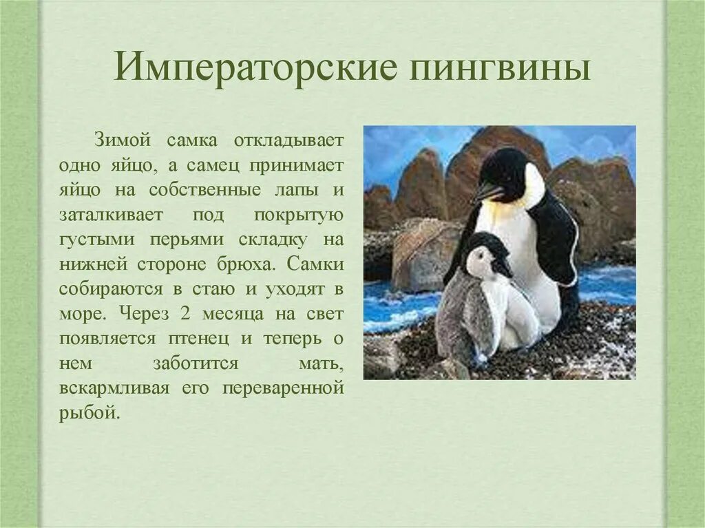 Про пингвина рассказ 1. Пингвин красная книга. Описание пингвина. Императорский Пингвин информация. Императорский Пингвин описание для детей.
