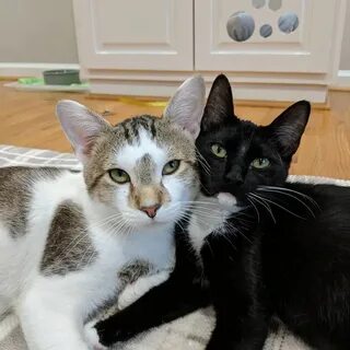 Коты муром