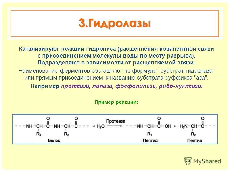 К гидролазам относятся