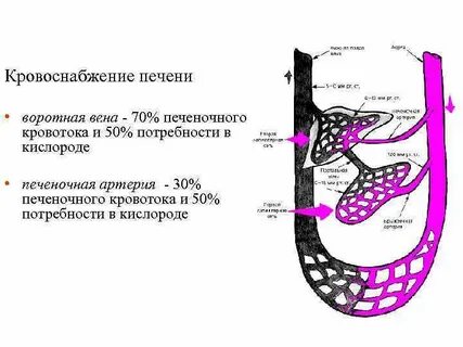 Кровоток в печени