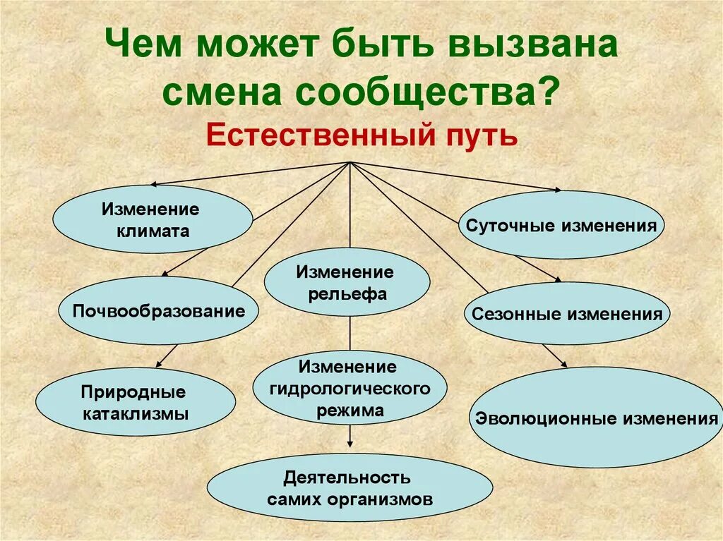 Естественная смена экосистем в процессе развития сообщества. Чем может быть вызвана смена сообщества. Смена сообщества в биологии. Чем может быть вызвана смена сообщества биология. Смена экосистем может быть вызвана.