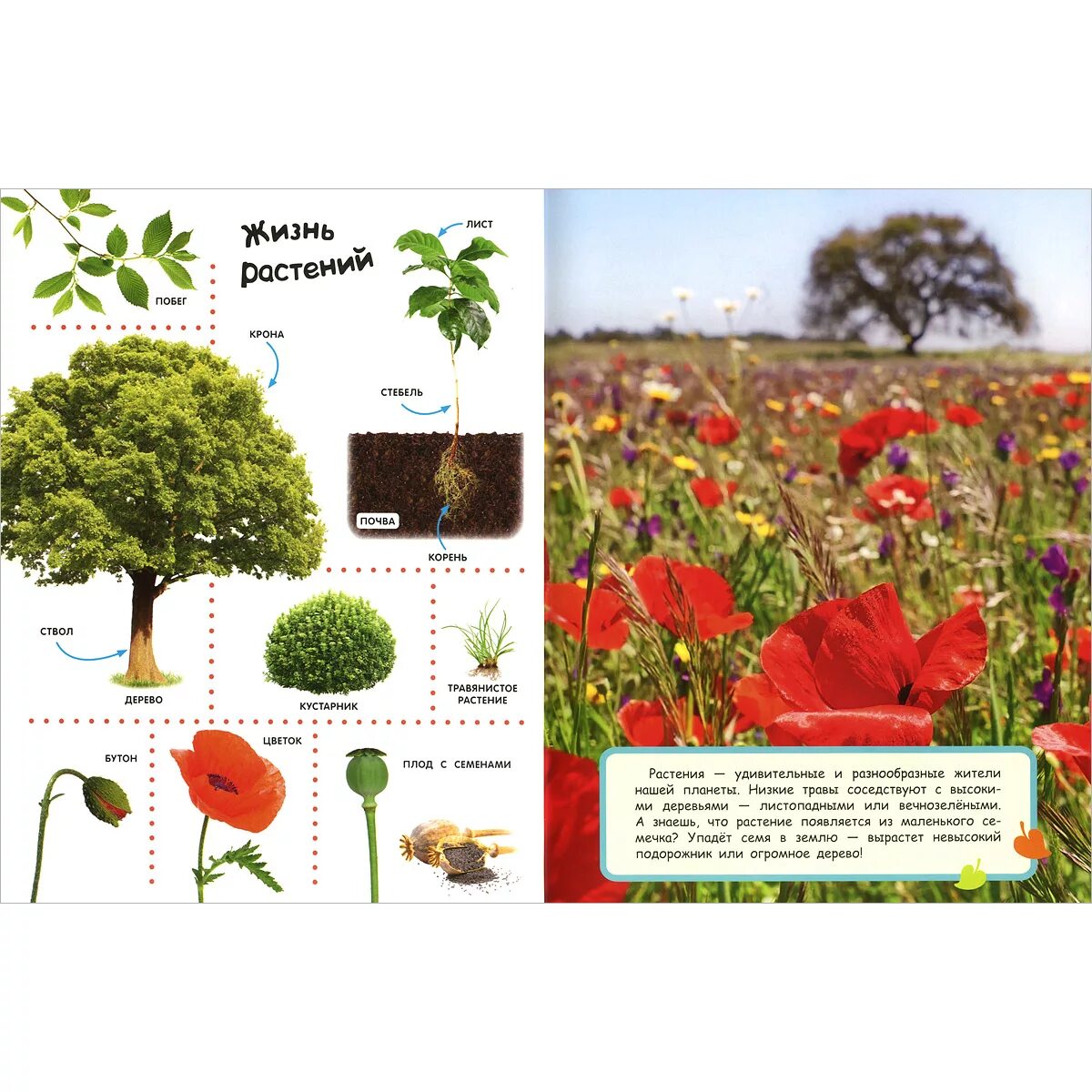 Разнообразный мир растений. Цветы мира. Карточки деревья и кустарники. Мир цветов официальный сайт. Мир растений детский сад.