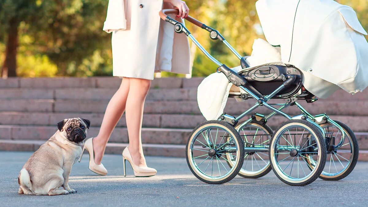 Конверт леокидс в коляску. Когда можно прогулочную коляску. Прогулочная коляска положения. Когда можно прогулочную коляску. Коляска "малыш".