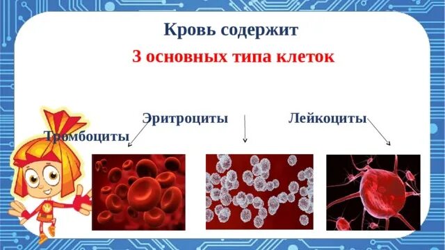 Почему кровь считают. Почему кровь это соединительная ткань.