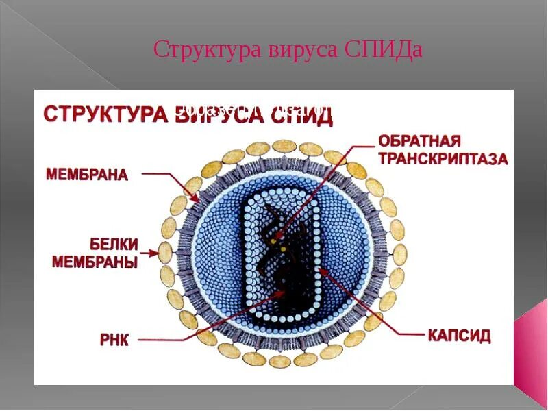 Вирус спида название. Строение вириона ВИЧ. Строение вируса ВИЧ И СПИД. Строение вируса СПИДА. Строение вируса ВИЧ инфекции.