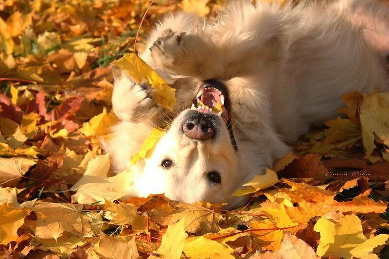 Он любит играть листьями. Собака в листве. Собака осень. Собака в осенних листьях. Собака в желтых листьях.
