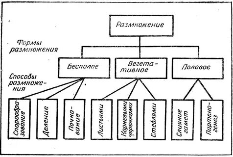 Текст формы размножения организмов