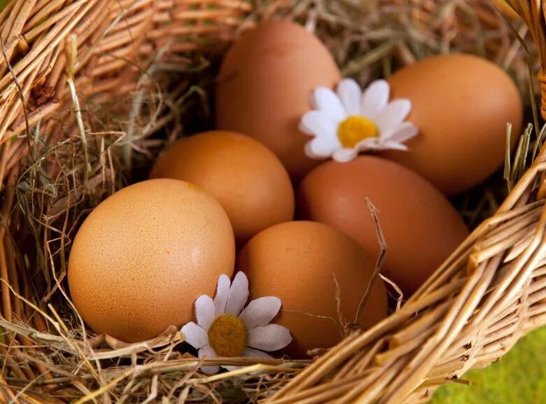 Что такое куриное яйцо. Куриные яйца. яйцо картинка. картинка яйца куриные. яйца фото.