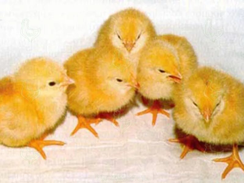 Цыпленок. 5 Цыплят. Пятеро цыплят. Пять желтых цыпленка.