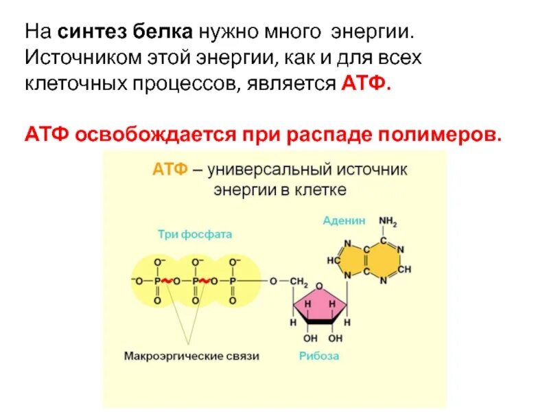 Атф является белком. Распад АТФ. Процесс распада АТФ. Энергия АТФ необходима для. АТФ это белок.