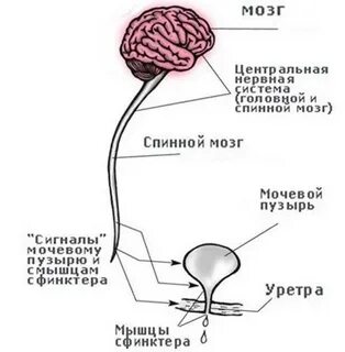 Мочевой пузырь какая нервная система