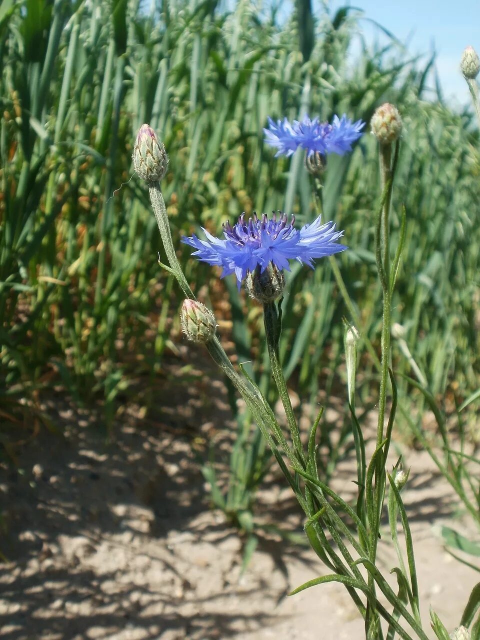 Василек cyanus. Centaurea cyanus (Cornflower). Василек полевой листья. Василек синий стебель.