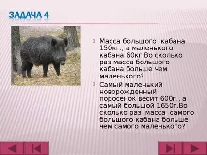 Вес взрослой ели