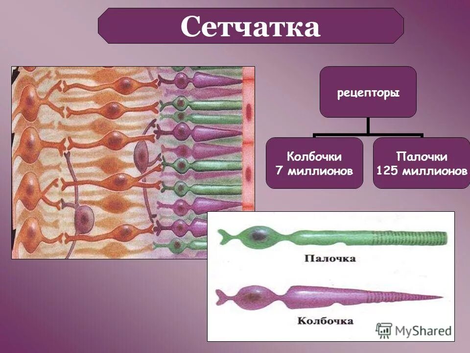 строение фоторецепторов глаза. рецепторы сумеречного цвета. колбочки рецепторы. палочки рецепторы. рецепторы глаза палочки и колбочки.
