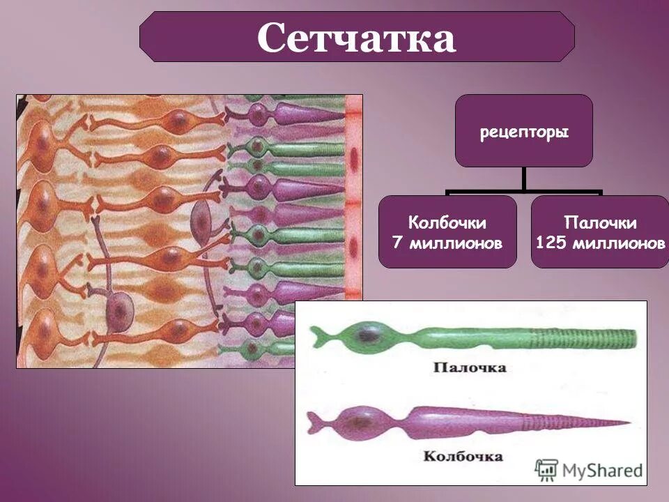 Сетчатка родопсин палочка. Палочки и колбочки сетчатки. Палочки и колбочки сетчатки функции. Строение глаза колбочки и палочки. Рецепторы палочки и колбочки.