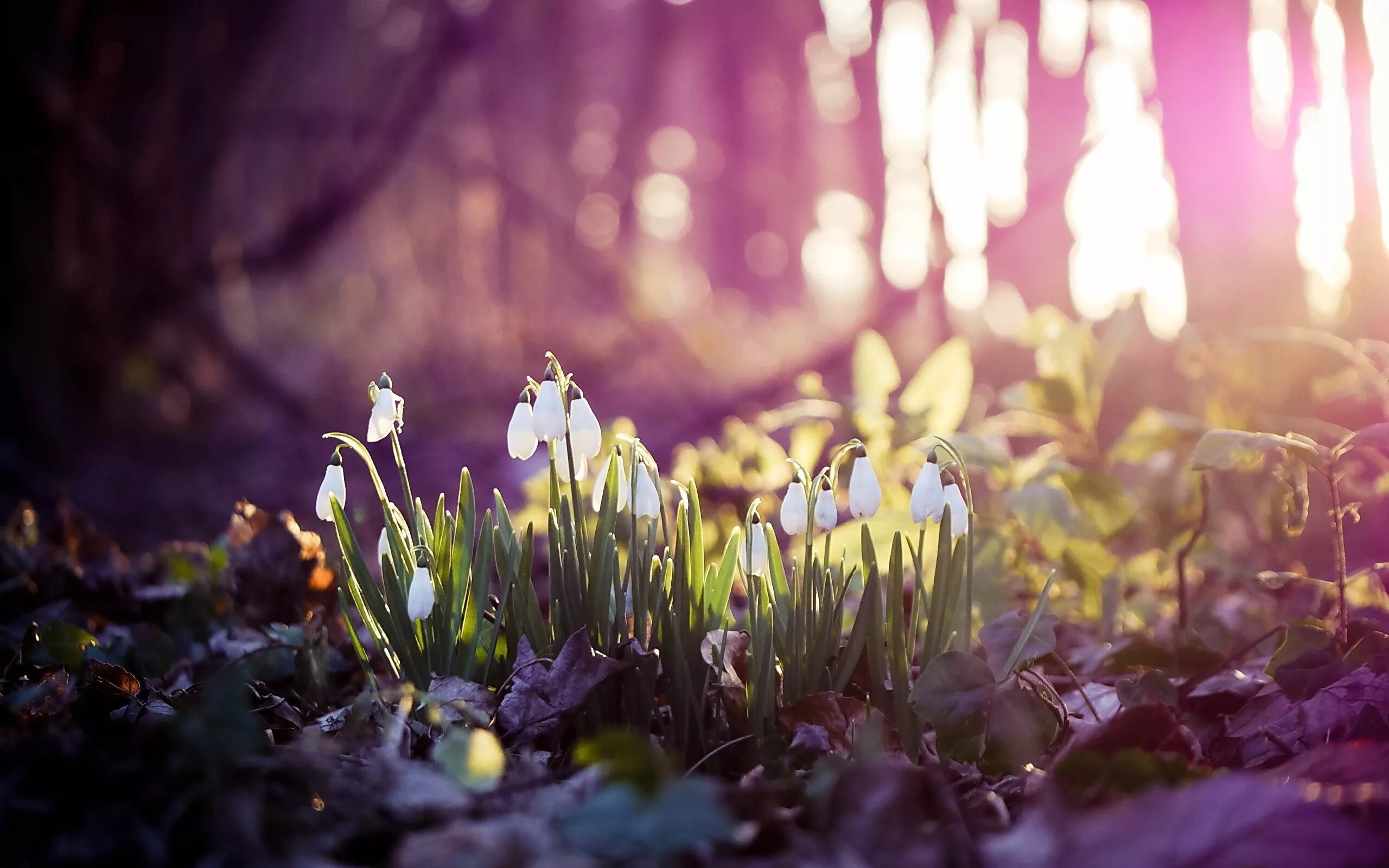 The beginning of spring march april is