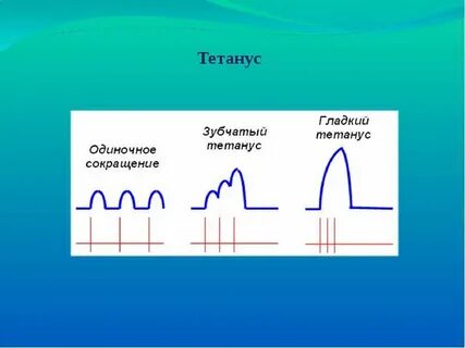 Зубчатый тетанус частота