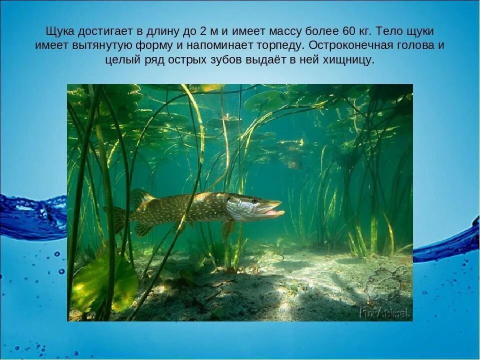 Рыбы пресных и соленых водоемов 1 класс. Обитатели пресных вод. Обитатели пресных водоемов щука. Щука презентация. Щука презентация для детей.