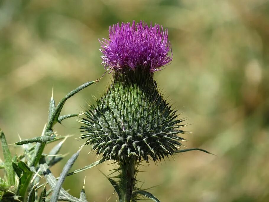 Чертополох мелкоголовчатый. Татарник чертополох. Татарник колючий сорняк. Татарник колючий сорняк. Чертополох и репейник.