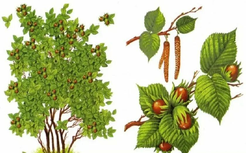 Орешник имеет жизненную форму кустарник. Кустарники лещина орешник. дерево фундук лещина. лещина обыкновенная куст. лещина дерево листья.