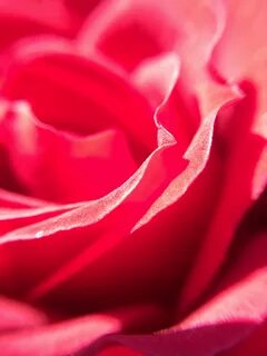 Pink rose red