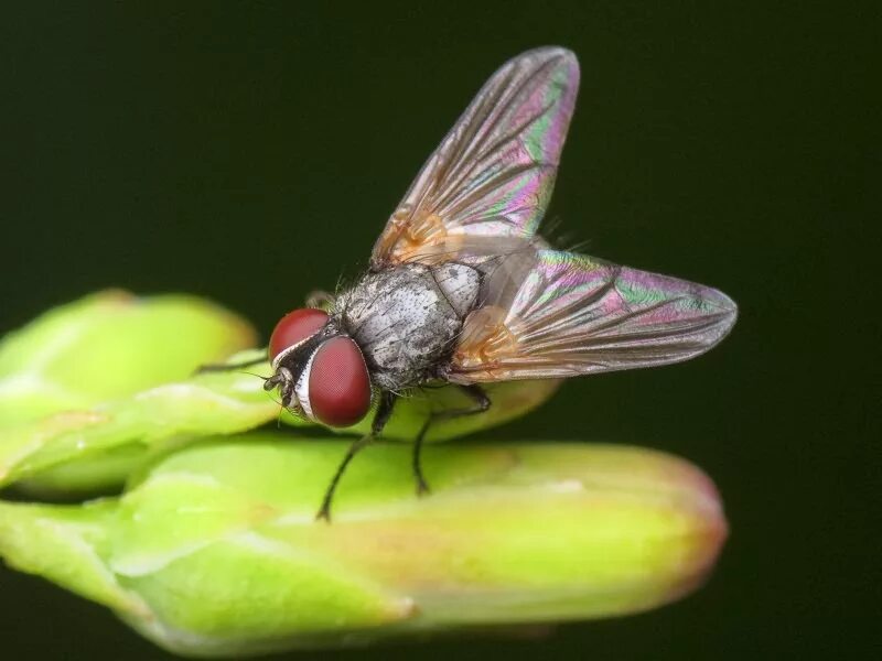 Муха Мусцида. Muscidae настоящие мухи. Муха (насекомое) Двукрылые. Настоящие мухи Двукрылые.