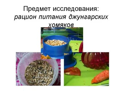 Что из овощей можно джунгарикам
