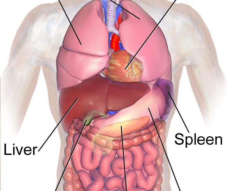 Анатомия брюшной полости селезенка. Анатомия человека печень, селезенка. Печень и селезенка анатомия. Печень селезенка расположение.