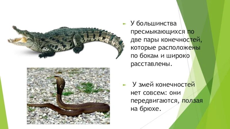 Животные у которых 3 пары ног