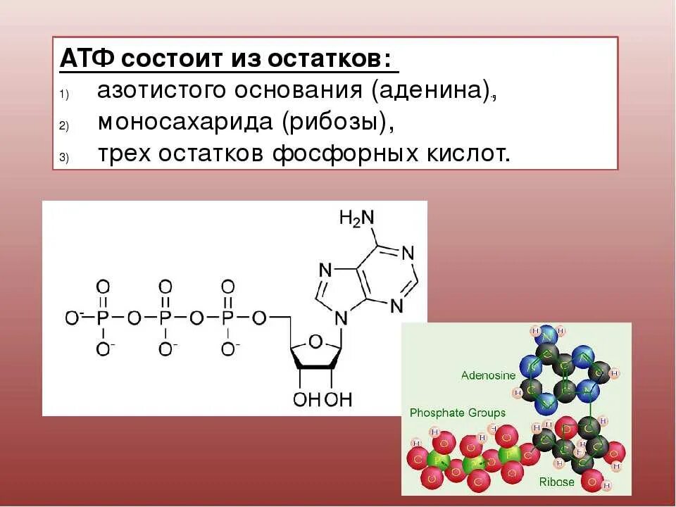 3 части атф. Структура и строение АТФ. Строение молекулы АТФ биология. Схема молекулы АТФ. Строение молекулы АТФ.