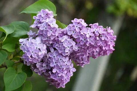 Кусты сирени зимой