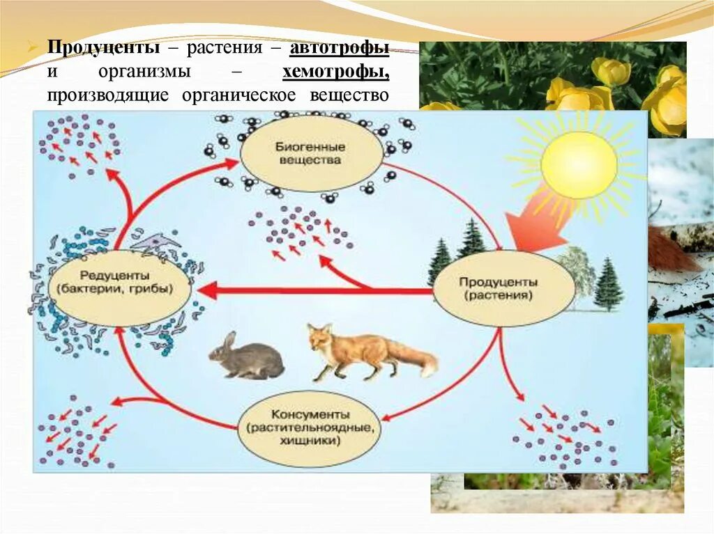 Потребляют органические вещества запасенные продуцентами. Экосистема продуценты консументы. Схема продуценты консументы редуценты. Круговорот веществ продуценты. Растения продуценты.