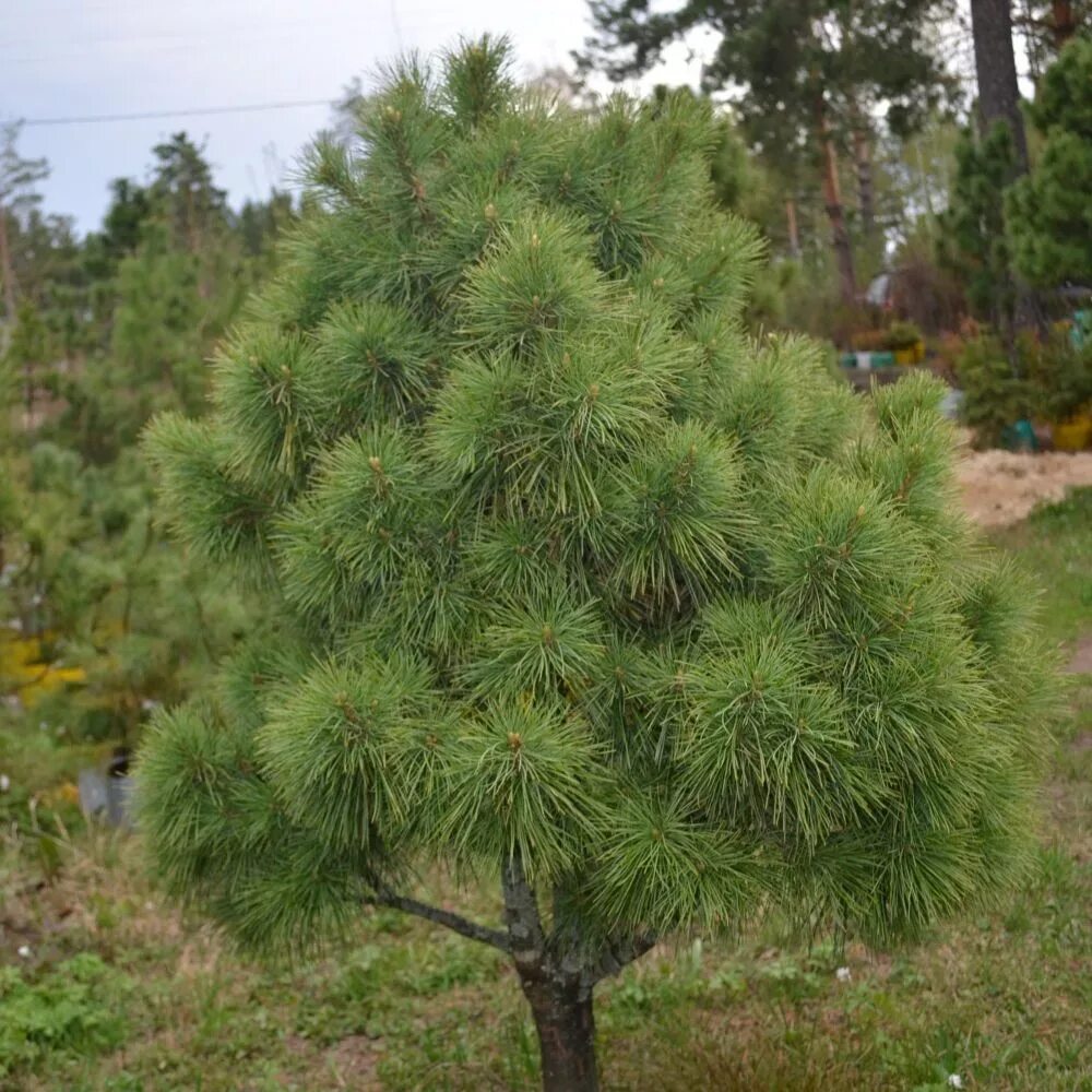 Кедр Сибирский Pinus sibirica. Сосной сибирской (Pinus sibirica). Сосна Кедровая Pinus sibirica. Кедр Сибирский сосна Сибирская Pinus sibirica.