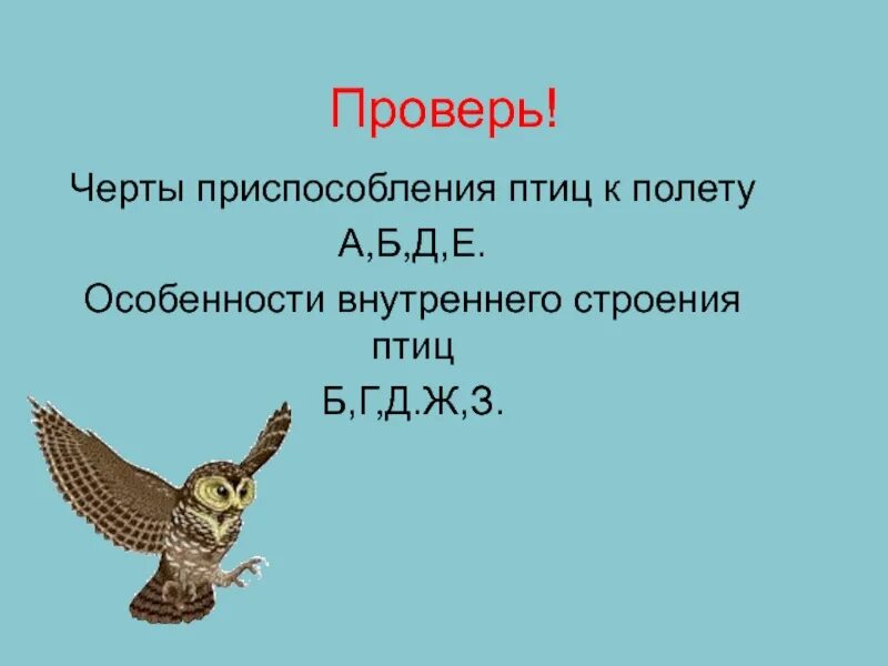 Приспособления птиц. Приспособления птиц к полету. Черты приспособления птиц к полету. Внутренние приспособления птиц. Особенности строения птиц черты приспособленности к полету