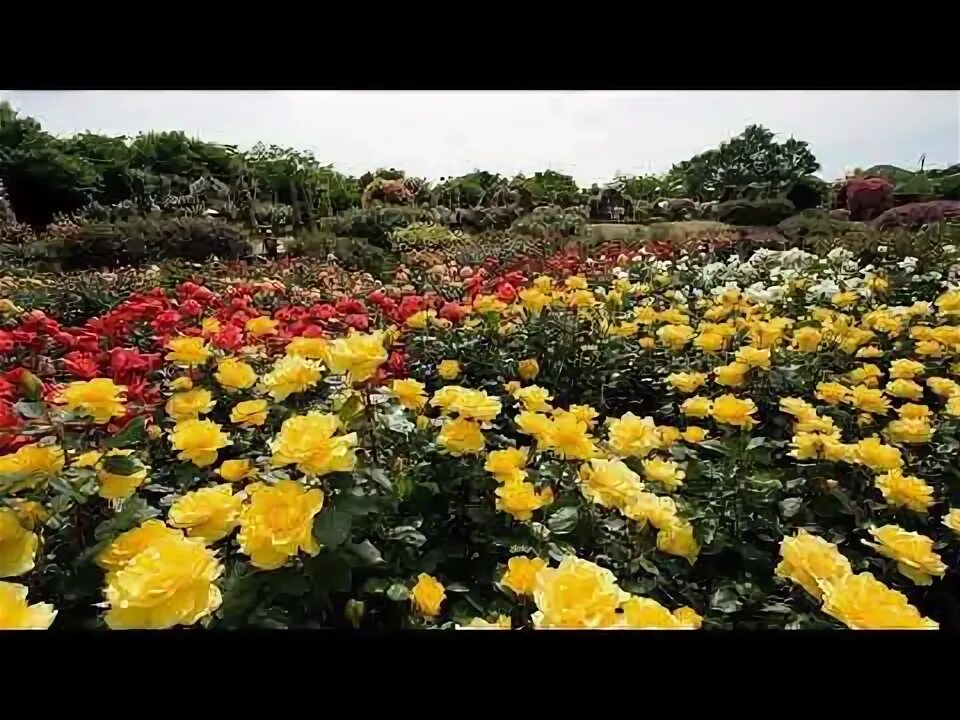 Download wallpaper Bush, roses, yellow, petals, buds, section macro in resolutio