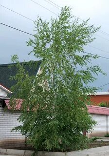 Береза развитие